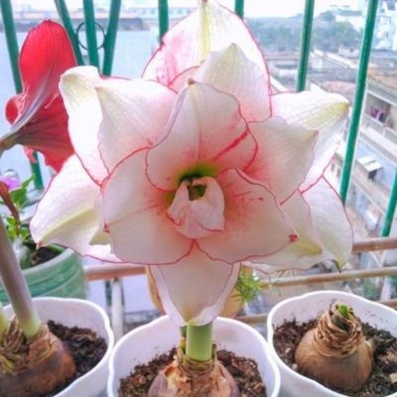 朱顶红重瓣种球耐寒花卉多年种根四季开花正品室内外阳台庭院
