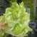精品儿菜，万亩儿菜基地大量上市，一手货源，全国代发，