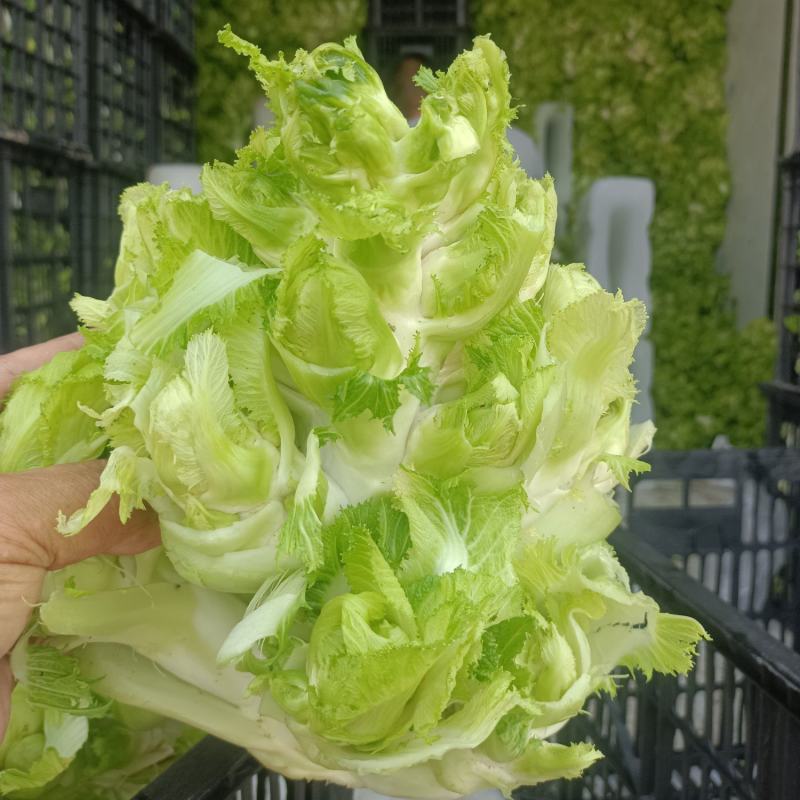 精品儿菜，万亩儿菜基地大量上市，一手货源，全国代发，
