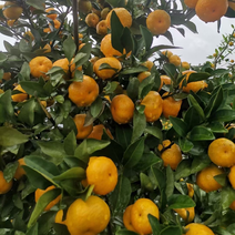 南丰蜜橘大量上市欢迎全国各地果商对接诚信代办