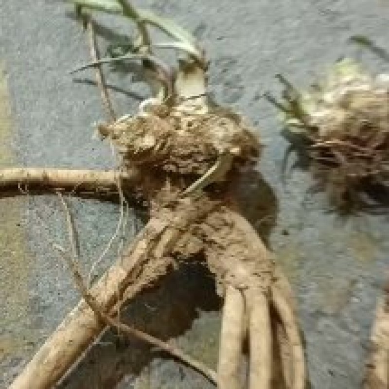 辣根