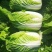 山东白菜/黄心白菜/大白菜/矮颗玲珑黄白菜/全国发货