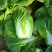 山东白菜/黄心白菜/大白菜/矮颗玲珑黄白菜/全国发货