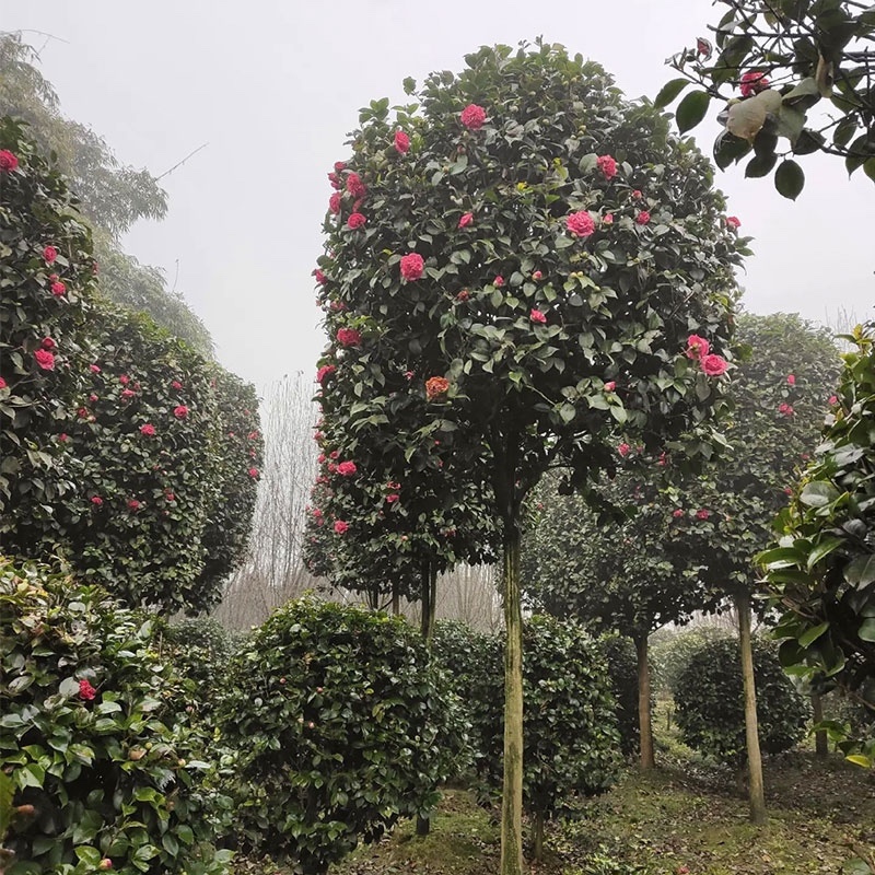 基地直供苗木批发耐冻精品茶花树规格齐全四季开花