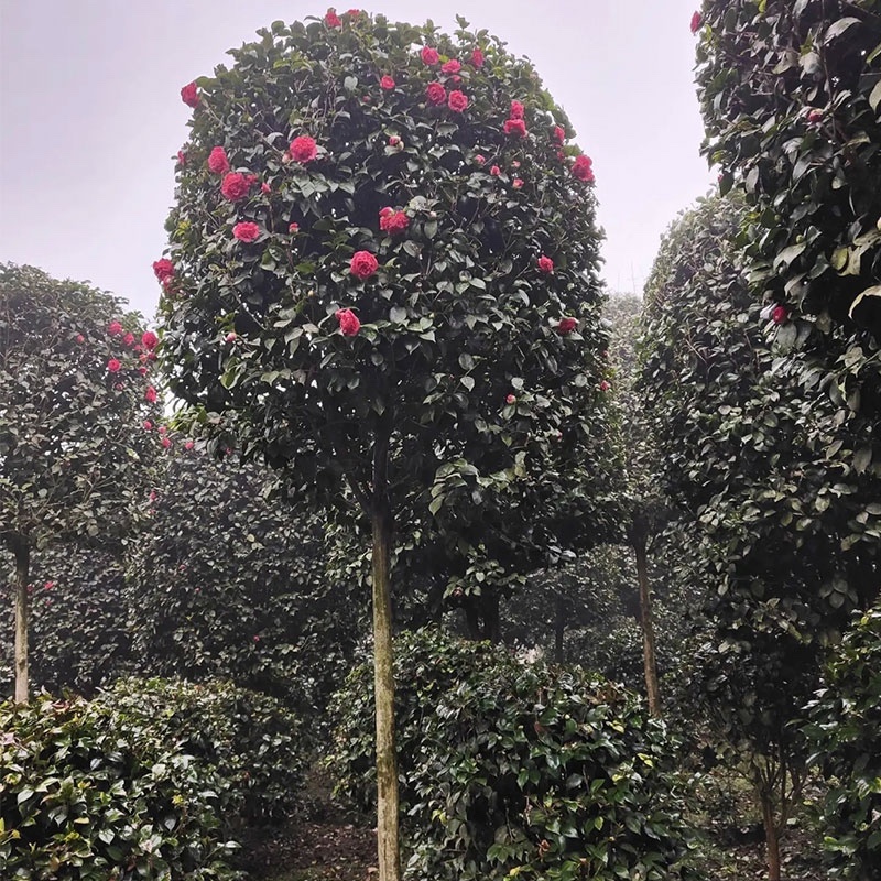 基地直供苗木批发耐冻精品茶花树规格齐全四季开花