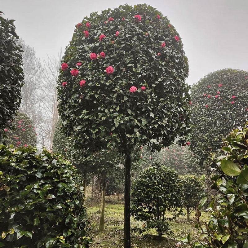 基地直供苗木批发耐冻精品茶花树规格齐全四季开花