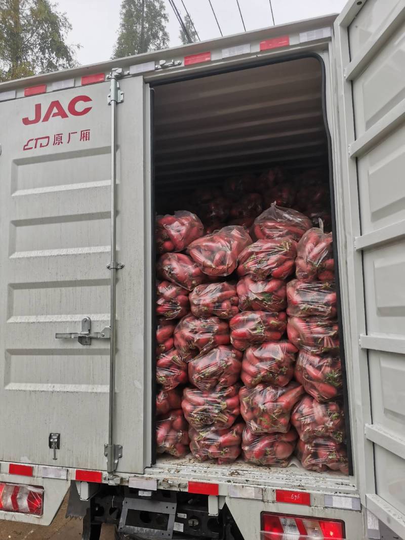 湖北省当阳市不空心大红袍红皮萝卜大量上市，质量可靠