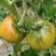 甜美玉草莓番茄种子超甜东北铁皮柿子早熟基地种植