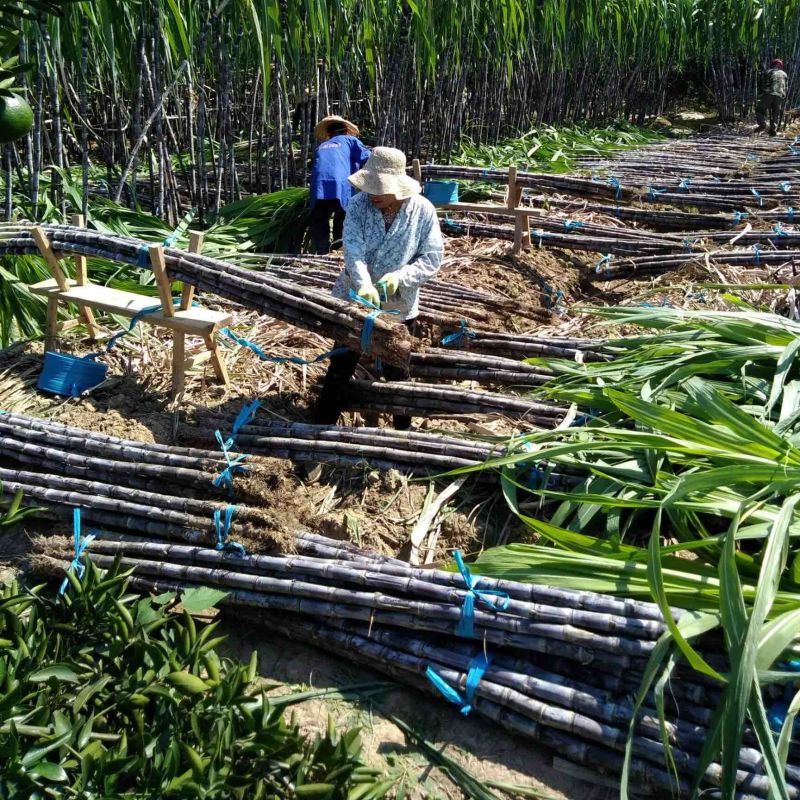 正宗广西黑皮甘蔗基地种植量大甜度高治水多欢迎采购