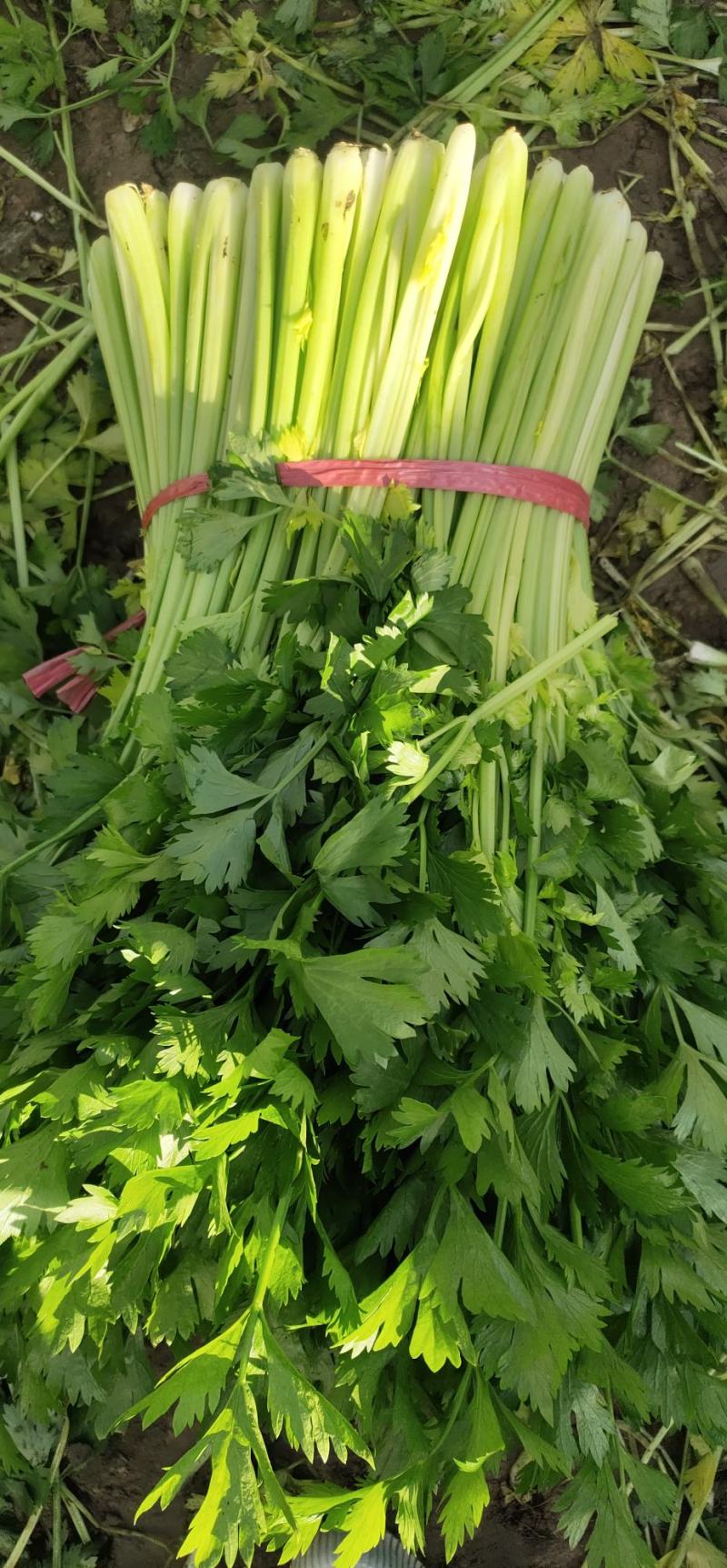 精品芹菜大量现货供应需要的联系我，全国代发