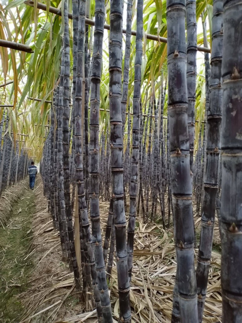 正宗广西黑皮甘蔗基地种植量大甜度高治水多欢迎采购