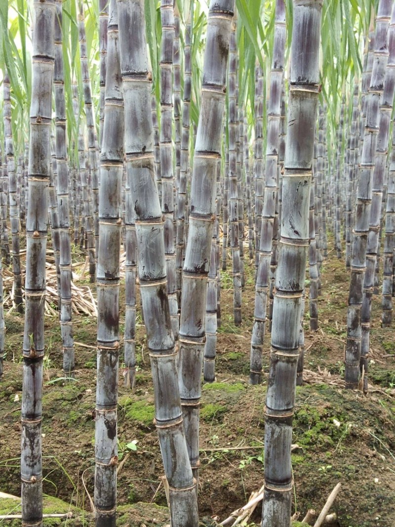 正宗广西黑皮甘蔗基地种植量大甜度高治水多欢迎采购