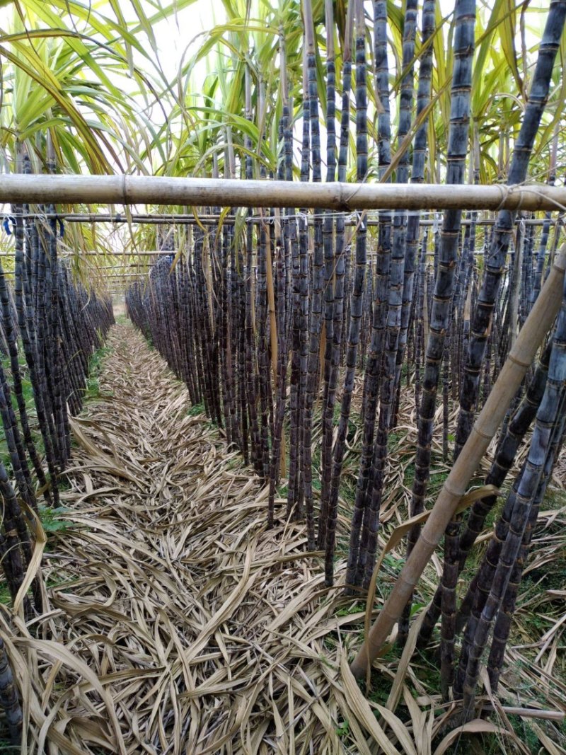 正宗广西黑皮甘蔗基地种植量大甜度高治水多欢迎采购