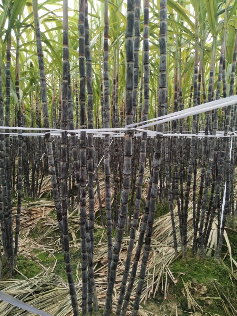 正宗广西黑皮甘蔗基地种植量大甜度高治水多欢迎采购