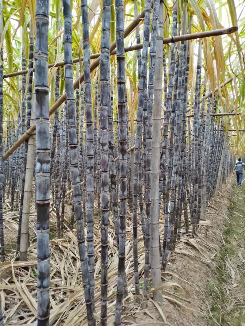 正宗广西黑皮甘蔗基地种植量大甜度高治水多欢迎采购