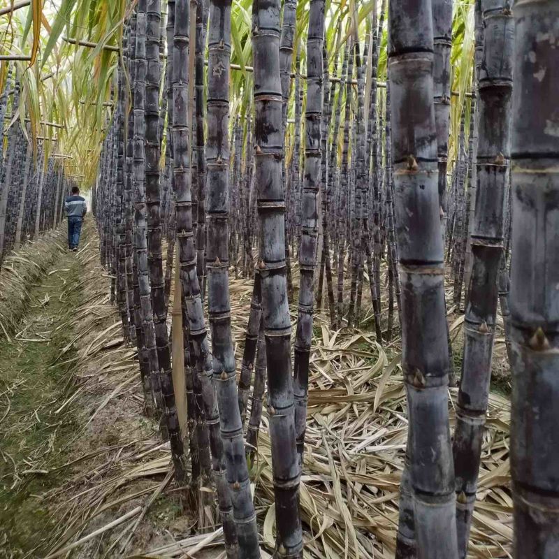 湖南甘蔗基地种植黑皮黄皮量大优惠汁水丰富甜度高欢迎采购