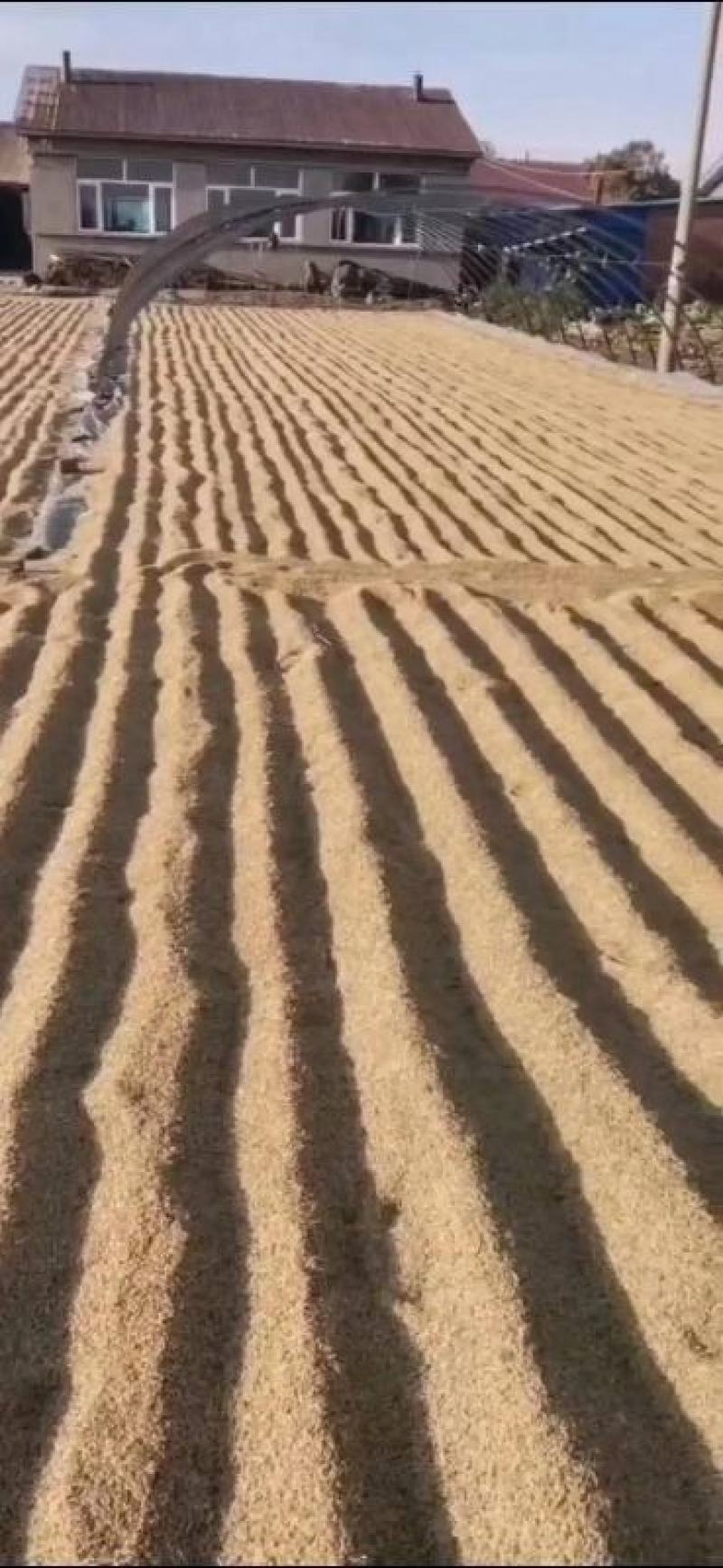 东北大米新米五常大米稻花香2号寒地种植天然河水灌溉
