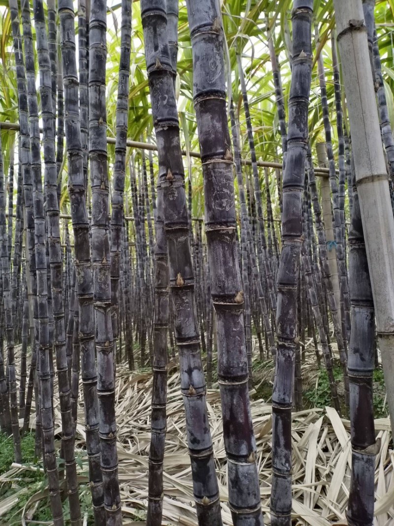 湖南甘蔗基地种植黑皮黄皮量大优惠汁水丰富甜度高欢迎采购