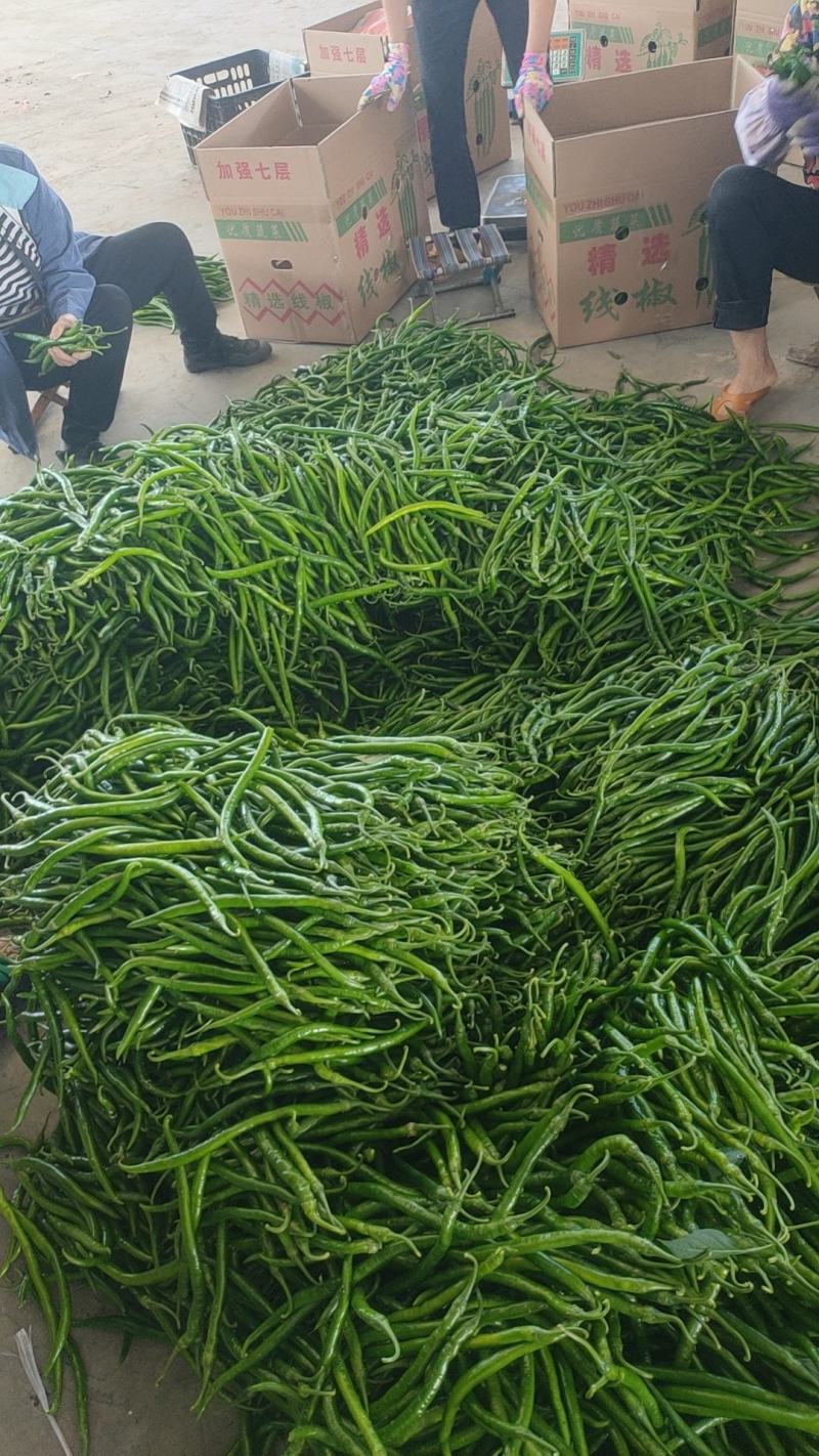新苗线椒