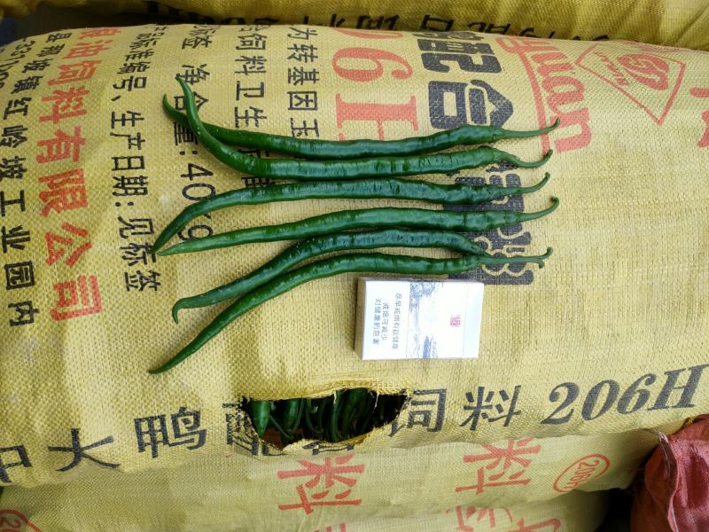 新苗线椒