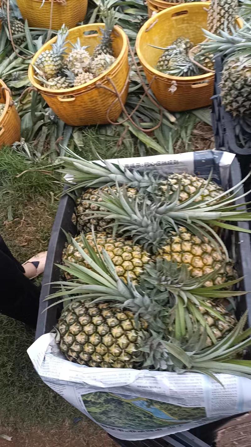 精品菠萝广东徐闻菠萝货源充足量大从优质量保证欢迎咨询