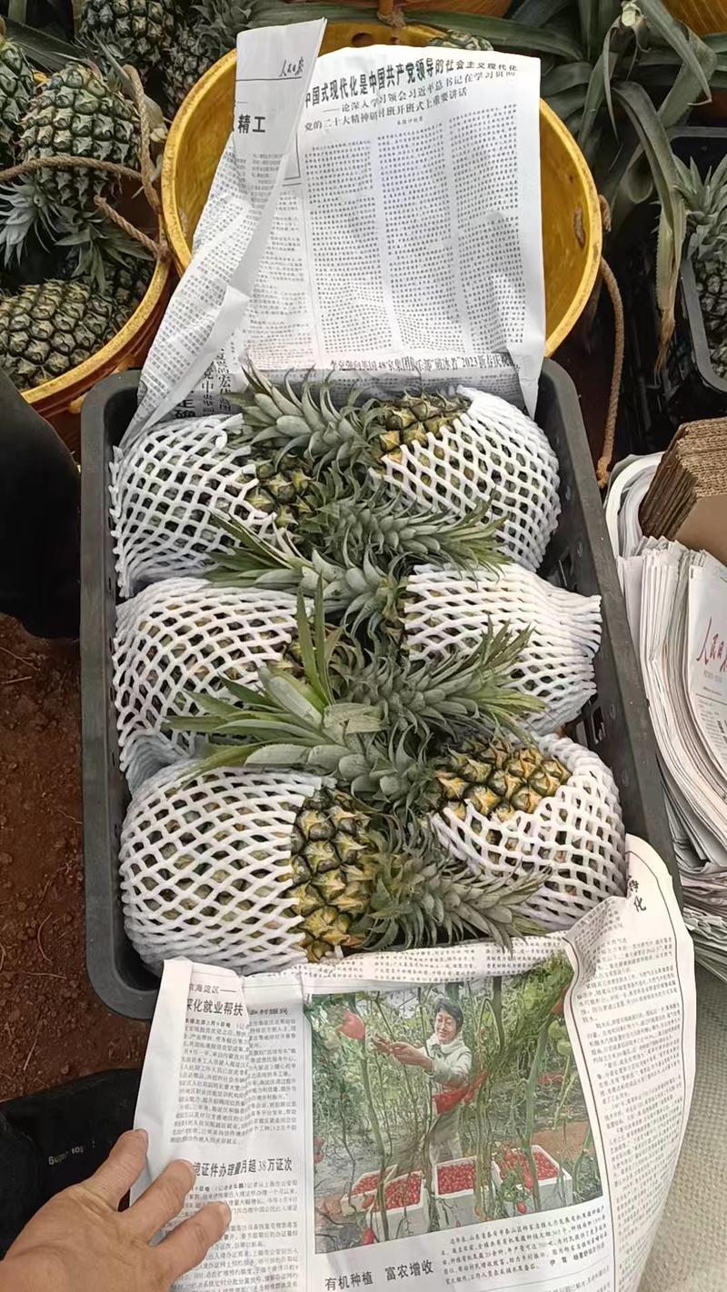 精品菠萝广东徐闻菠萝货源充足量大从优质量保证欢迎咨询