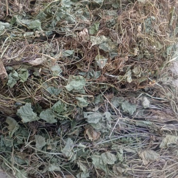 马碲金金钱草，雷公根