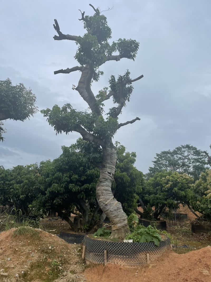 百年荔枝古树