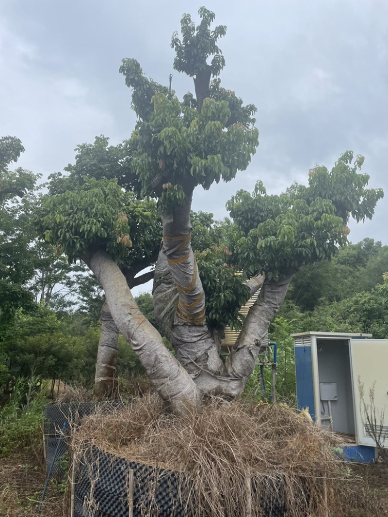 百年荔枝古树