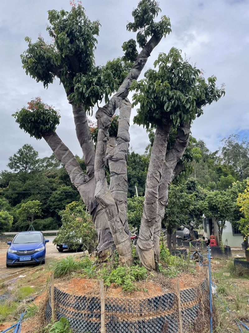 百年荔枝古树