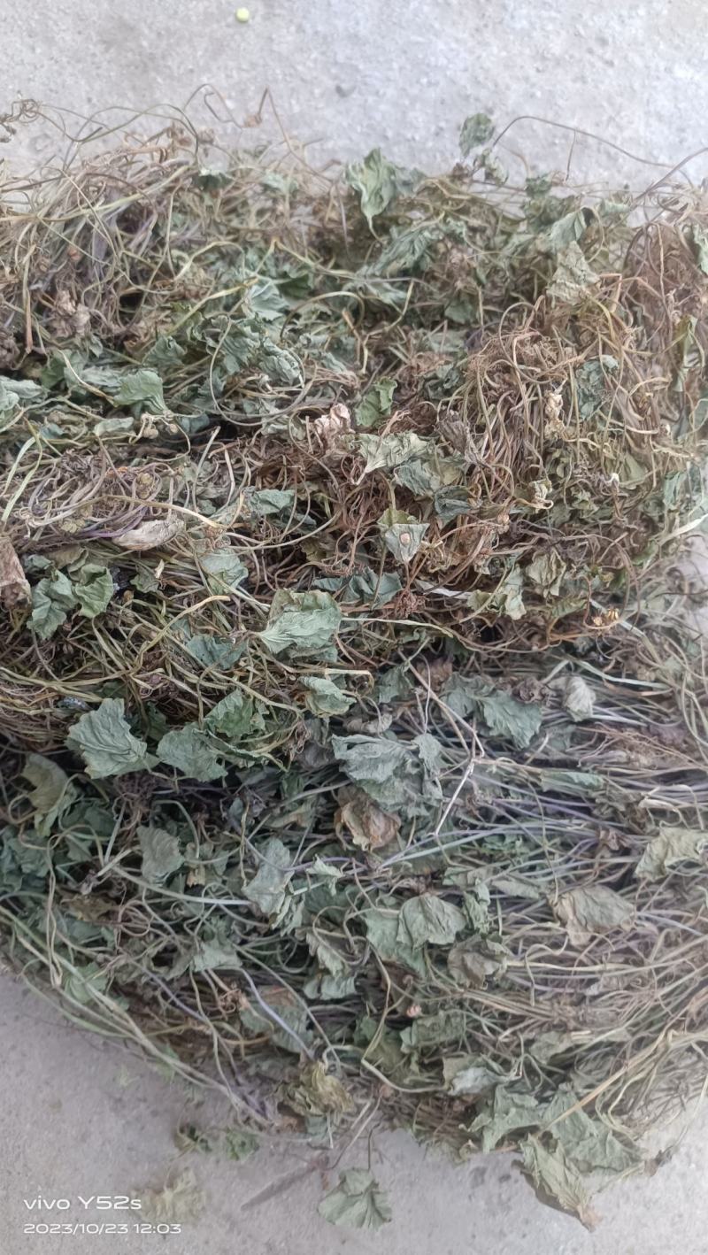 马碲金金钱草，雷公根