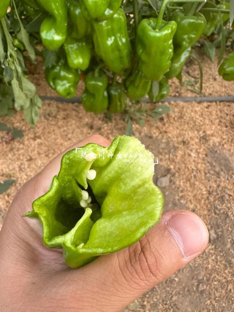 农望虎皮小泡辣椒种子早熟虎皮椒种子皮薄结果多品质优