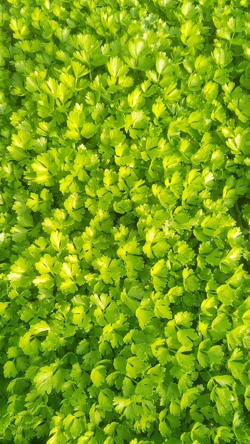 芹菜苗，量大从优，专业培育，保成活率欢迎老板联系
