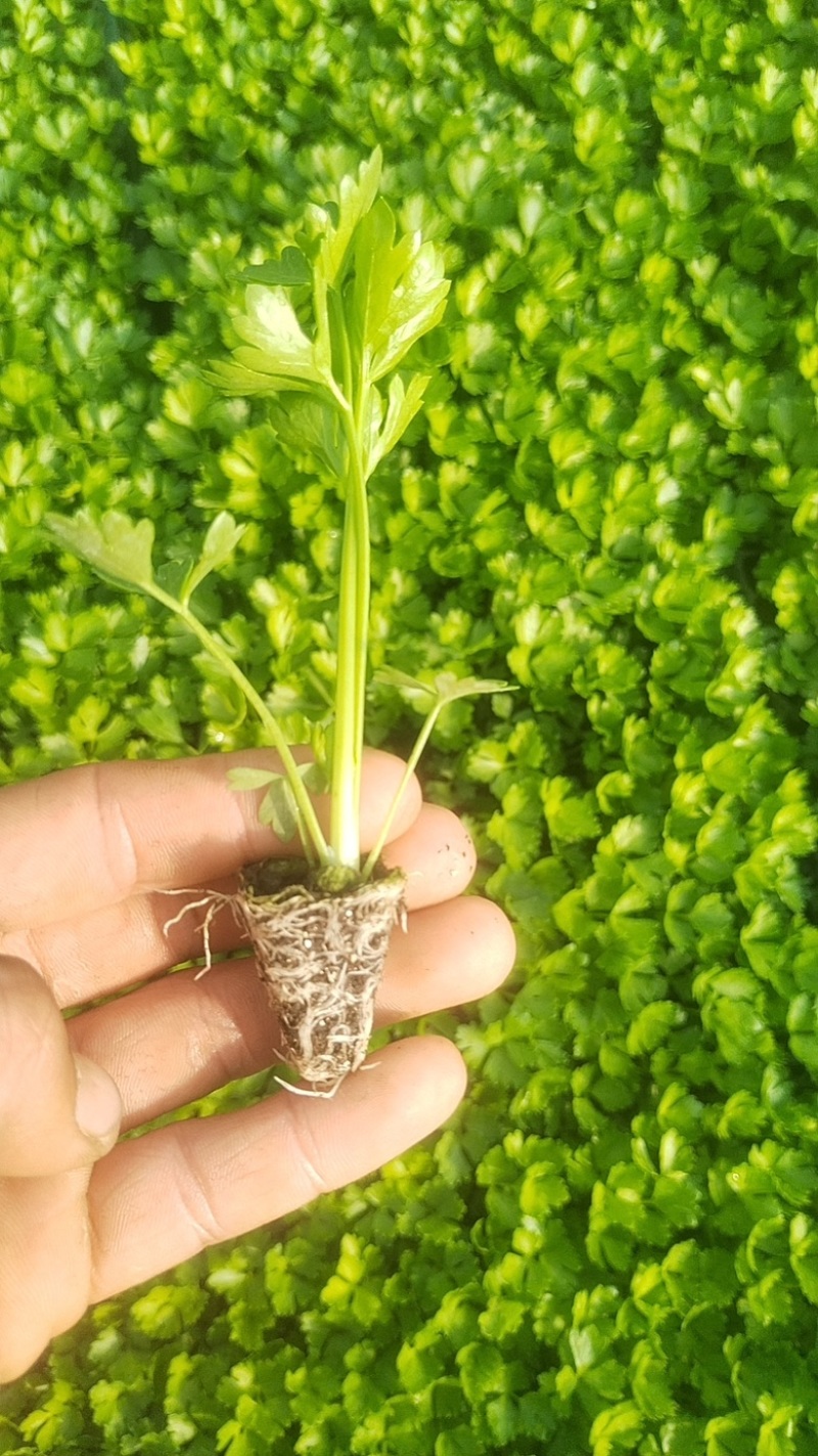芹菜苗，量大从优，专业培育，保成活率欢迎老板联系