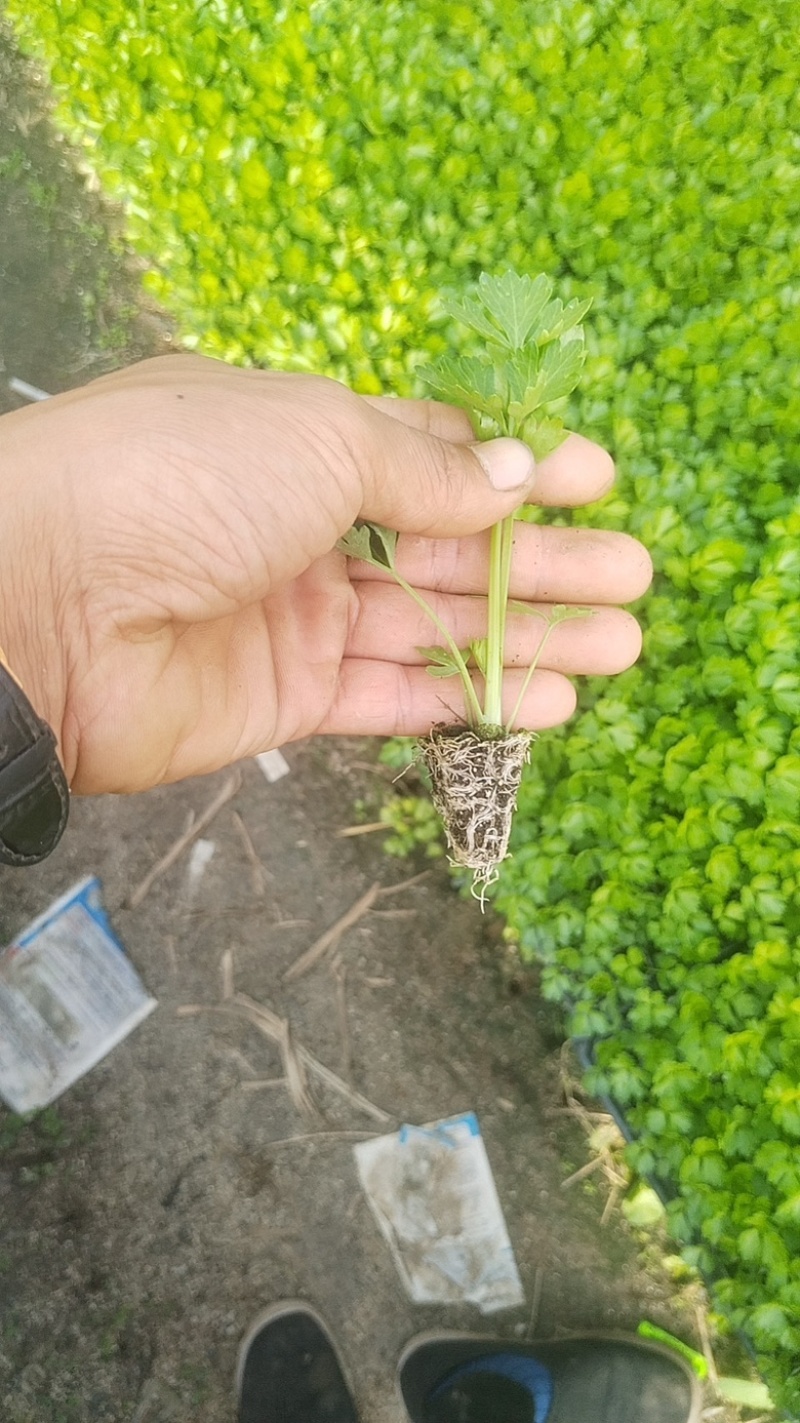 芹菜苗，量大从优，专业培育，保成活率欢迎老板联系