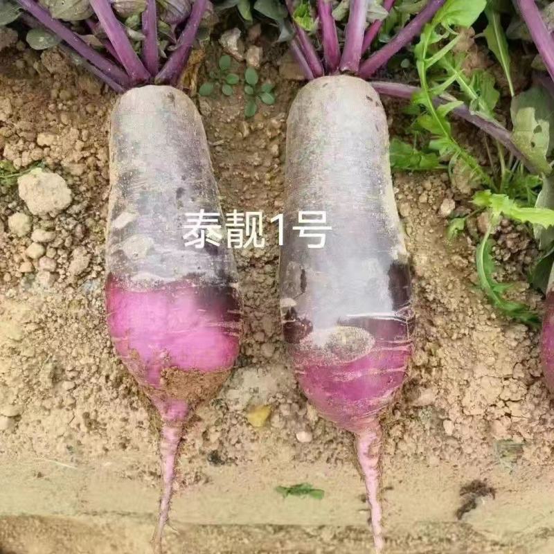 正品原装冰激凌萝卜凤梨水果萝卜种子生吃口感甜脆多汁春秋季