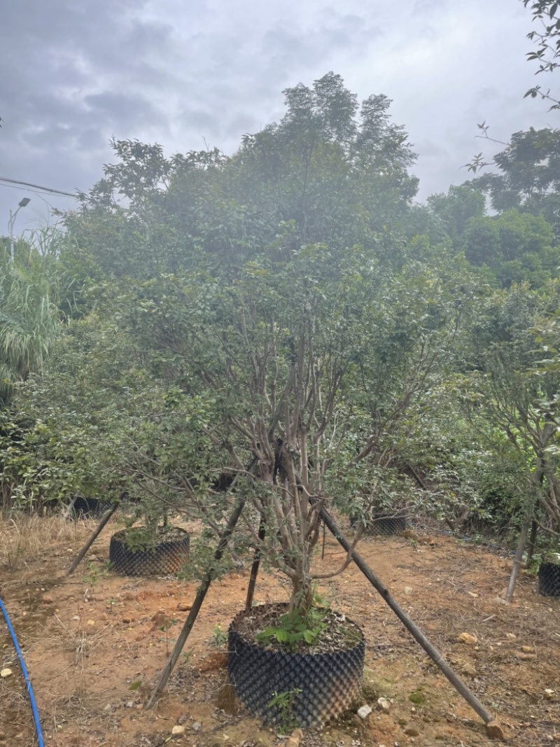 长年出售各种规格黄皮树