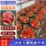 奶油草莓山东草莓40亩大棚基地批发/电商平台/超市