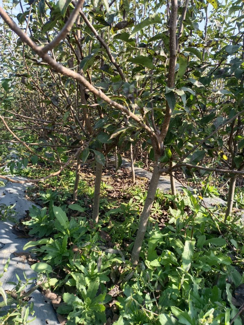 山农酥梨苗，秋月梨苗红梨，基地一手货源，对接全国客商