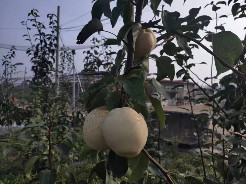 山农酥梨苗，秋月梨苗红梨，基地一手货源，对接全国客商