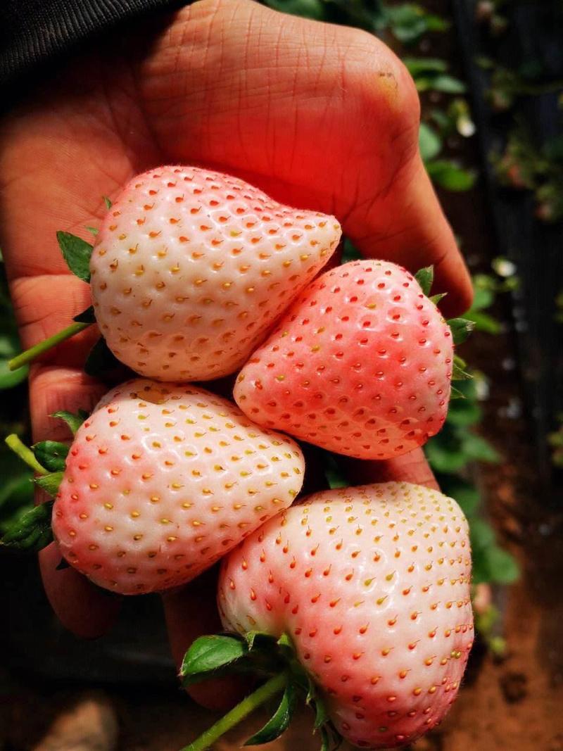 粉玉草莓山东草莓40亩大棚基地批发/电商平台/超市
