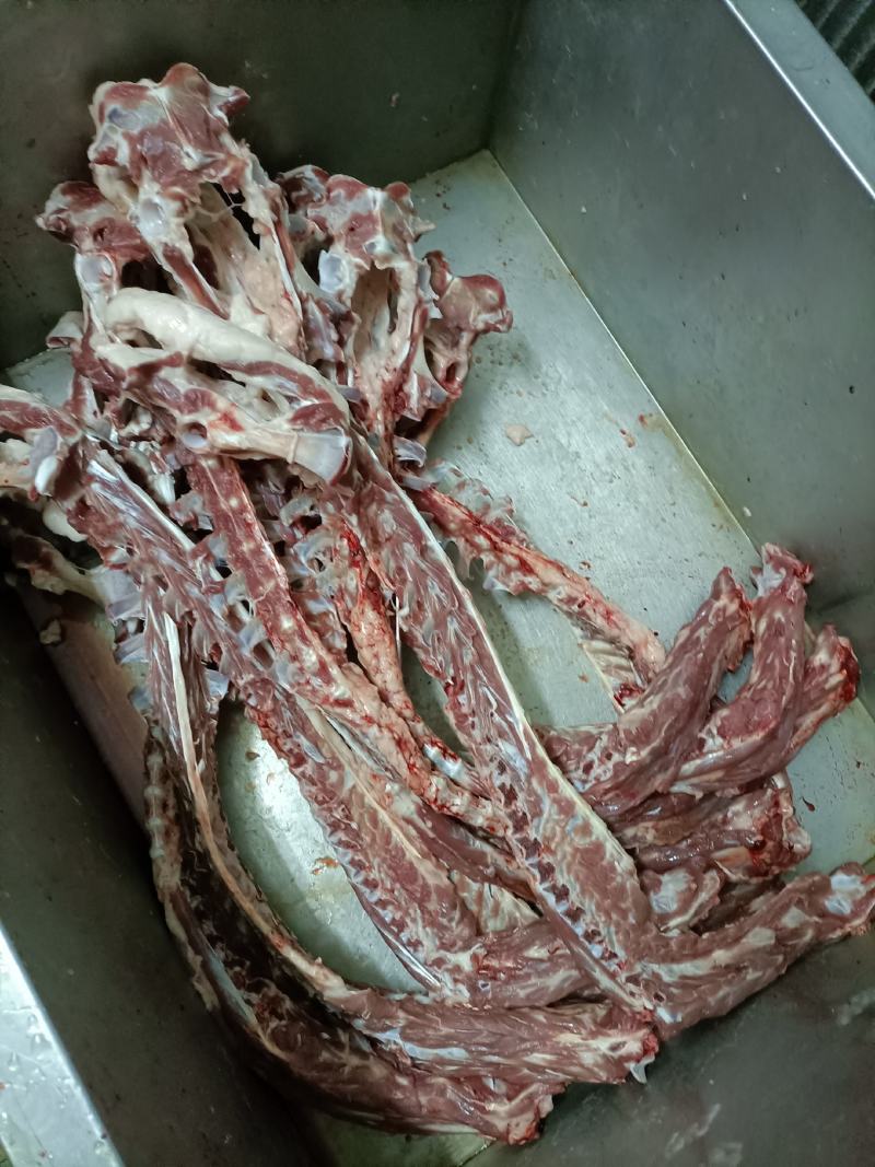 内蒙古锡林郭勒草原羔羊龙骨，肉大羊蝎子，