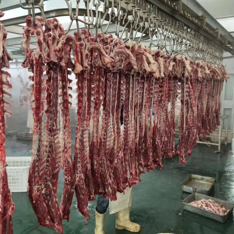 内蒙古锡林郭勒草原羔羊龙骨，肉大羊蝎子，