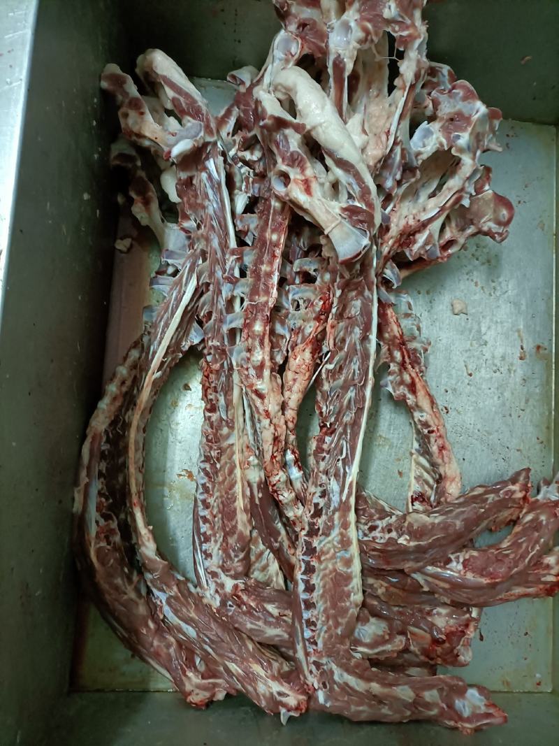 内蒙古锡林郭勒草原羔羊龙骨，肉大羊蝎子，