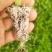 芹菜苗，量大从优，专业培育，保成活率欢迎老板联系