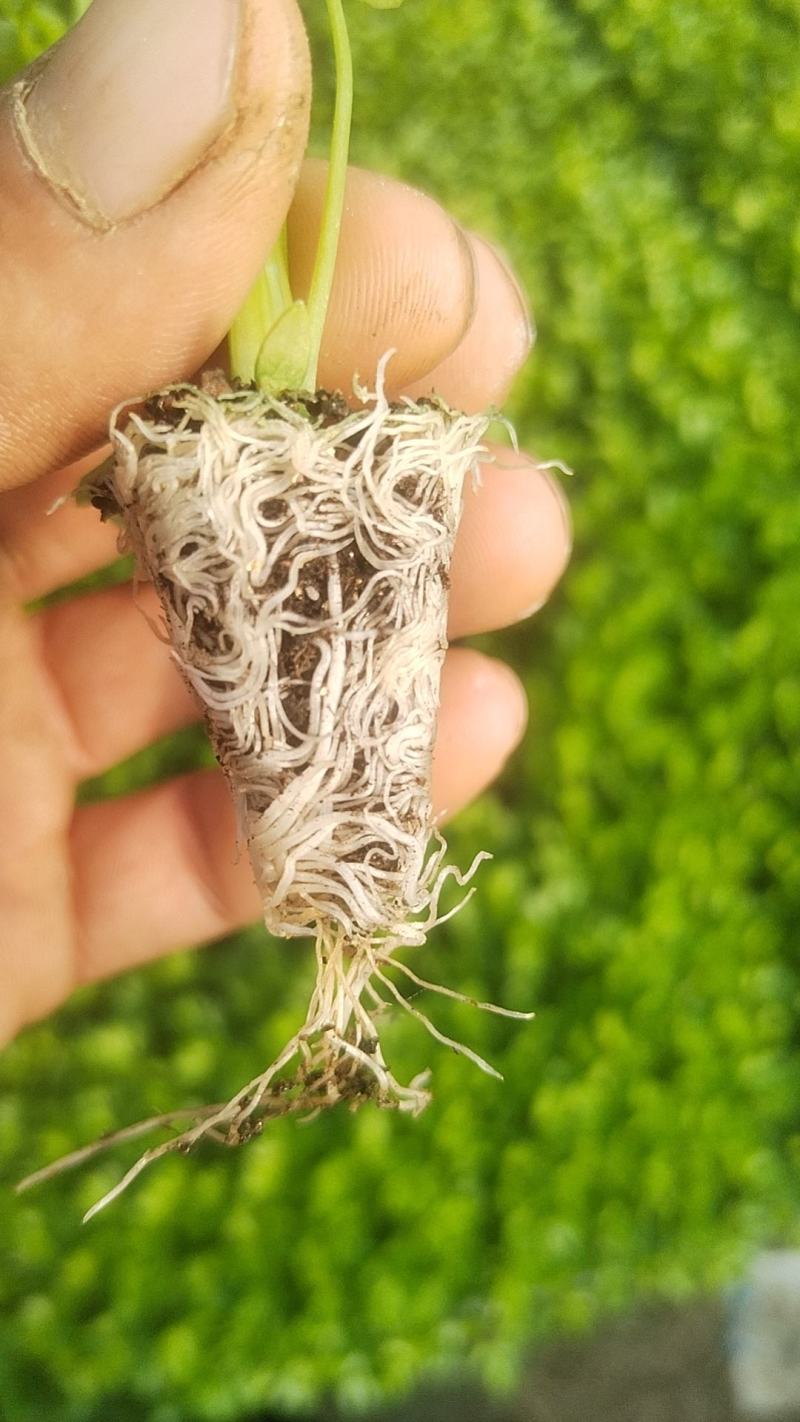 芹菜苗，量大从优，专业培育，保成活率欢迎老板联系