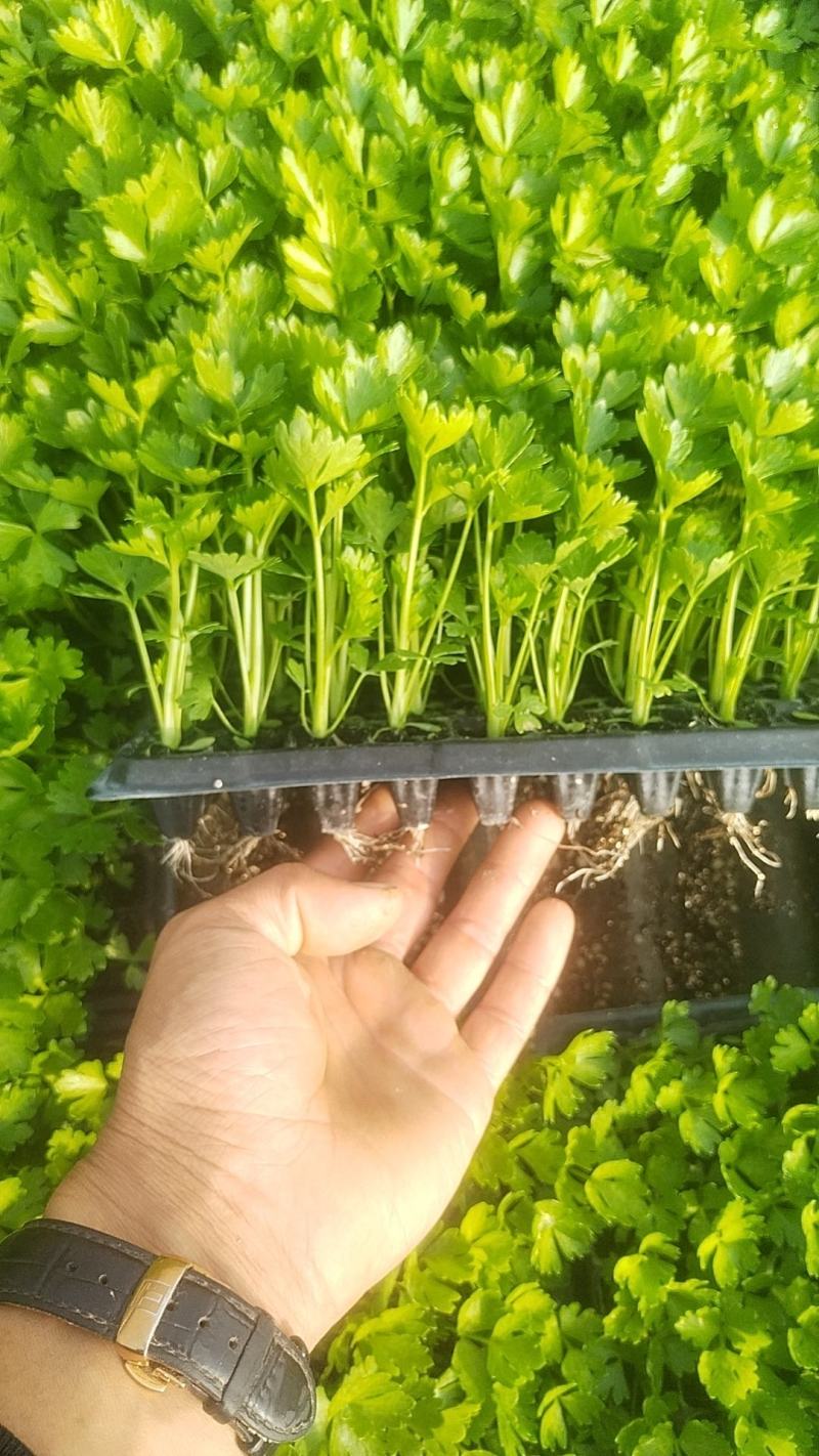 芹菜苗，量大从优，专业培育，保成活率欢迎老板联系