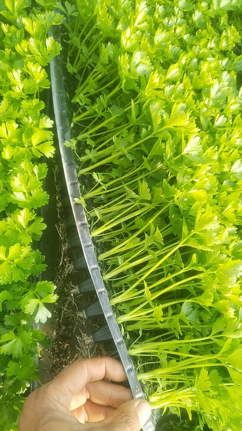 芹菜苗，量大从优，专业培育，保成活率欢迎老板联系