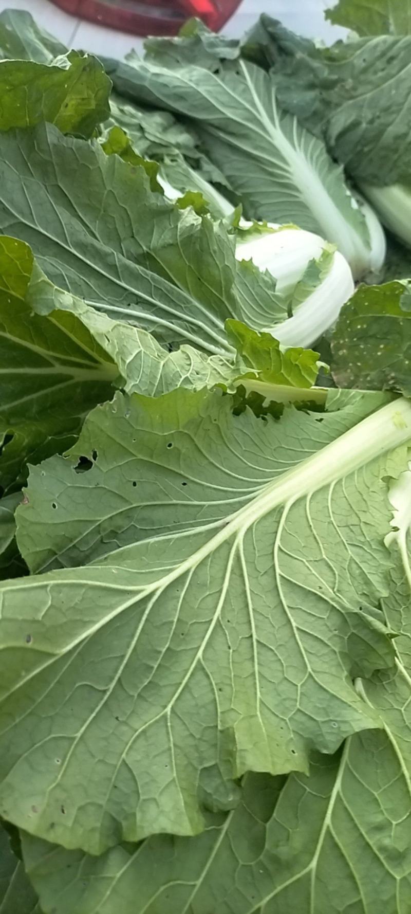 千亩大白菜