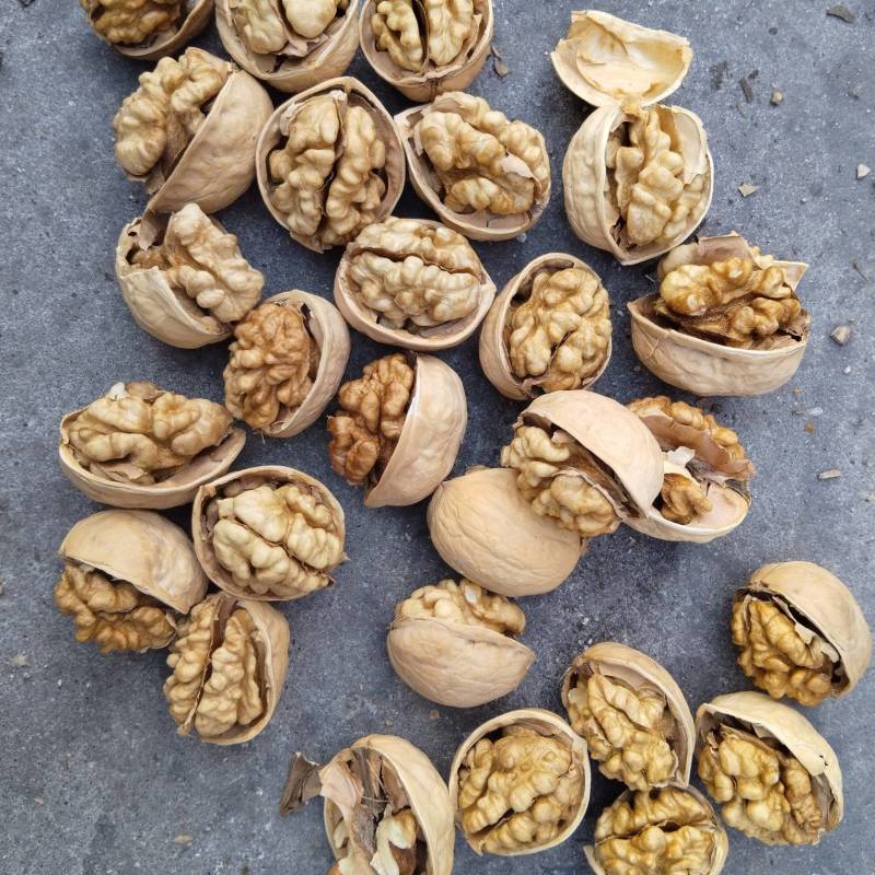 薄皮核桃